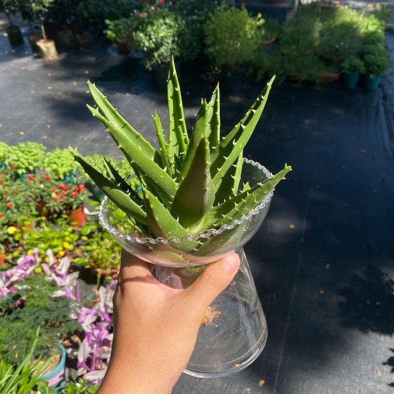 养护芦荟的注意事项，养芦荟注意什么？-第2张图片-优品飞百科