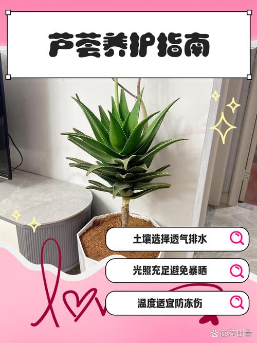 养护芦荟的注意事项，养芦荟注意什么？-第3张图片-优品飞百科