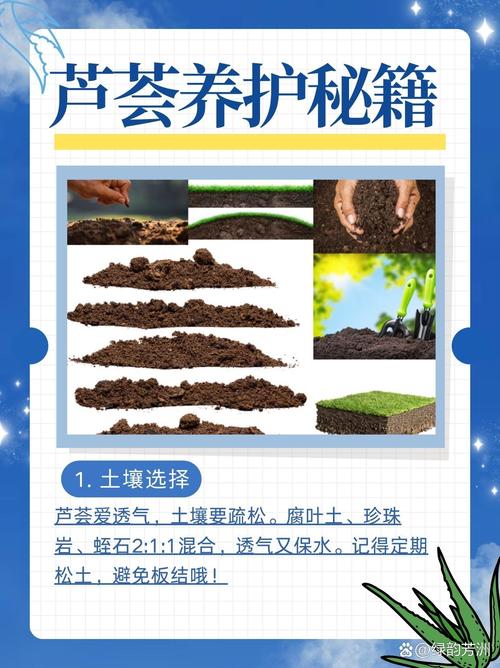 养护芦荟的注意事项，养芦荟注意什么？-第4张图片-优品飞百科