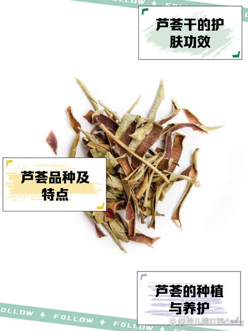 养护芦荟的注意事项，养芦荟注意什么？-第7张图片-优品飞百科