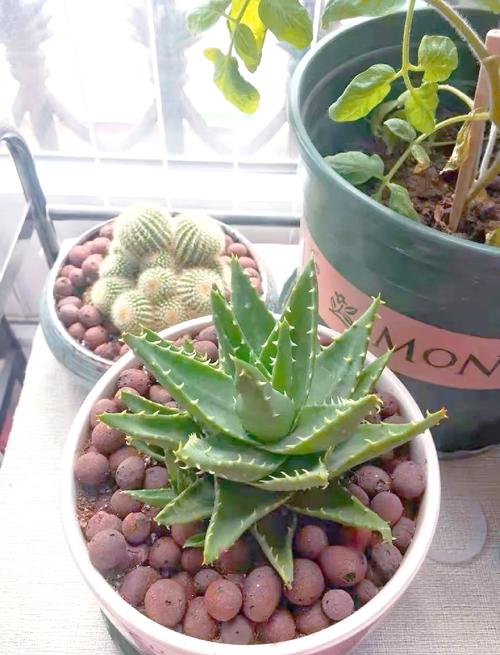 养护芦荟的注意事项，养芦荟注意什么？-第8张图片-优品飞百科