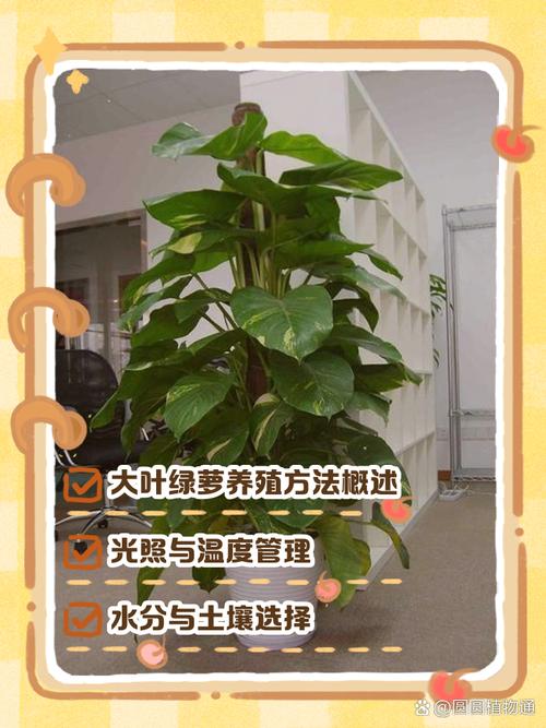 大叶绿萝多久浇一次水,大叶绿萝多久爬满柱子?-第3张图片-优品飞百科 大叶绿萝多久浇一次水,大叶绿萝多久爬满柱子?-第3张图片-优品飞百科