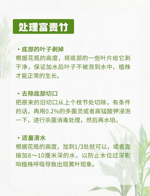 富贵竹营养液自制方法，富贵竹营养液自制方法大全