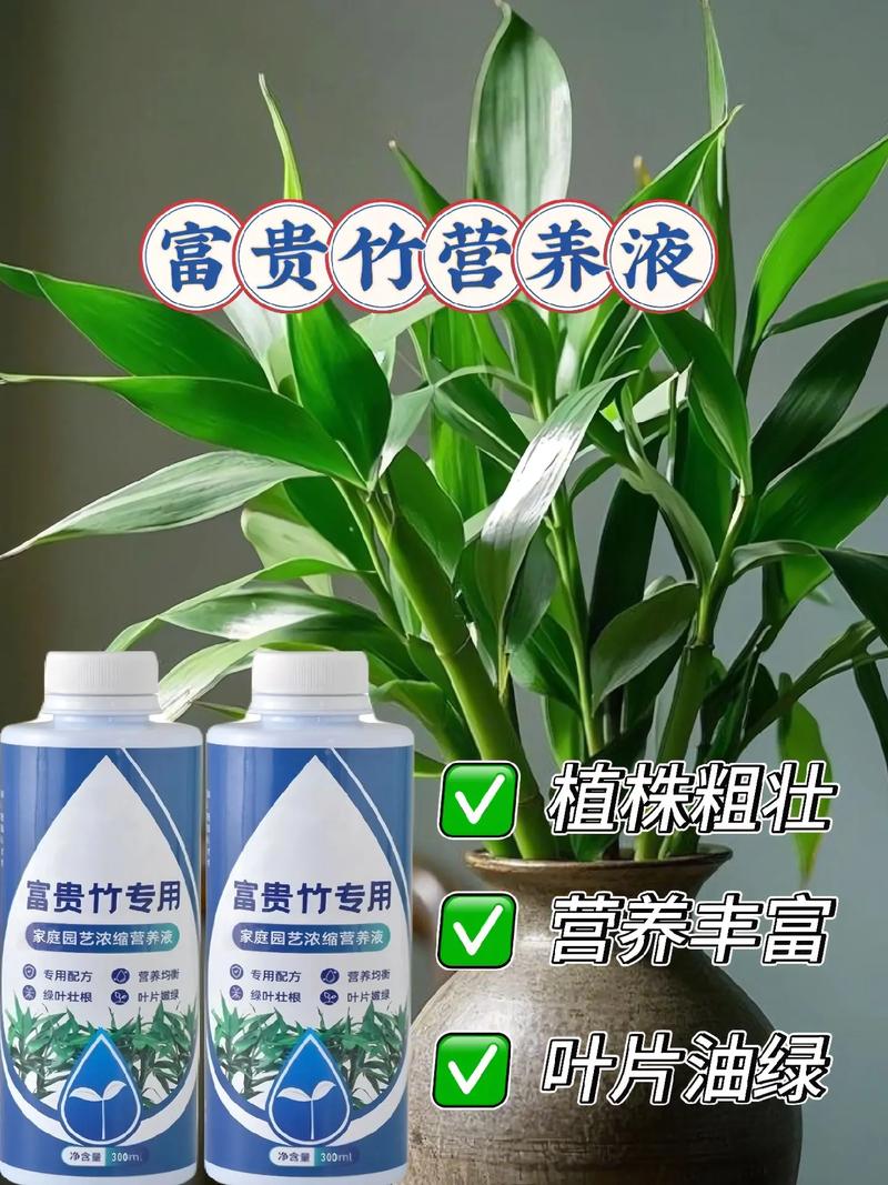 富贵竹营养液自制方法，富贵竹营养液自制方法大全-第3张图片-优品飞百科