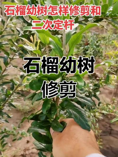 石榴修剪技术要点，石榴怎么修剪什么季节修剪？
