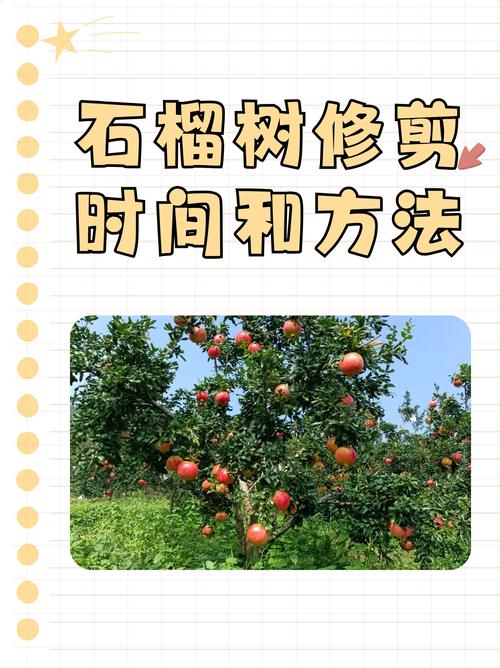 石榴修剪技术要点，石榴怎么修剪什么季节修剪？-第2张图片-优品飞百科