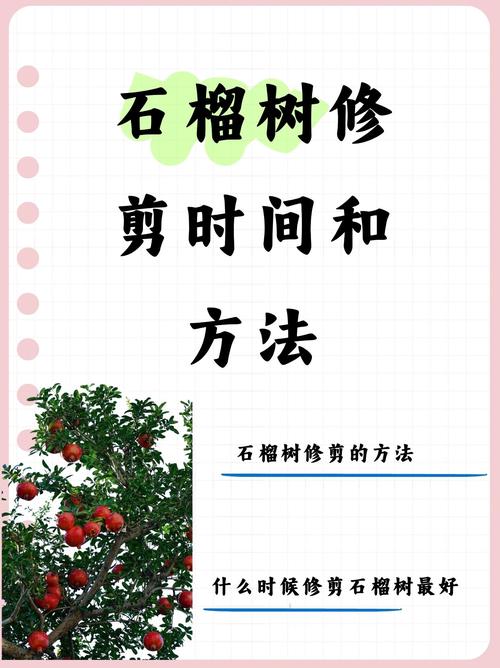 石榴修剪技术要点，石榴怎么修剪什么季节修剪？-第3张图片-优品飞百科