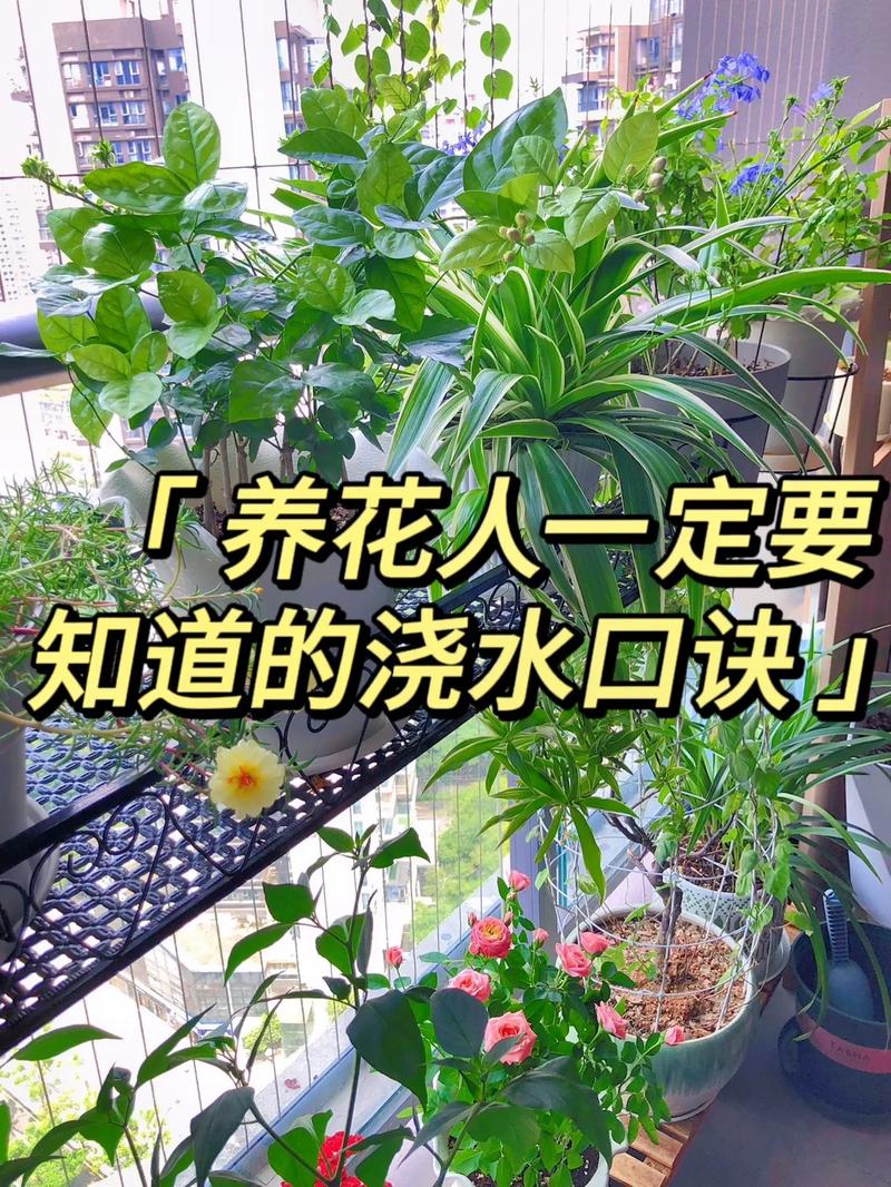 养花“浇水”很关键，养花浇水施肥技巧-第4张图片-优品飞百科