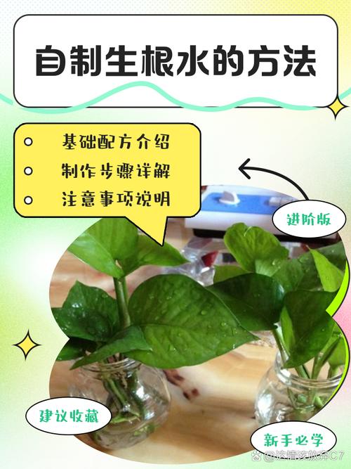 自制“3种”生根水，在家自制生根水？