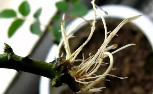 自制“3种”生根水，在家自制生根水？-第2张图片-优品飞百科