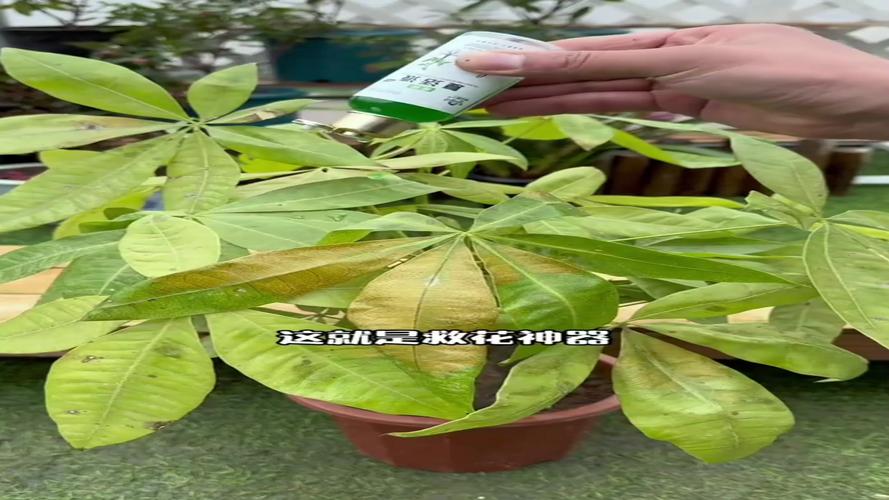 自制“3种”生根水，在家自制生根水？-第3张图片-优品飞百科