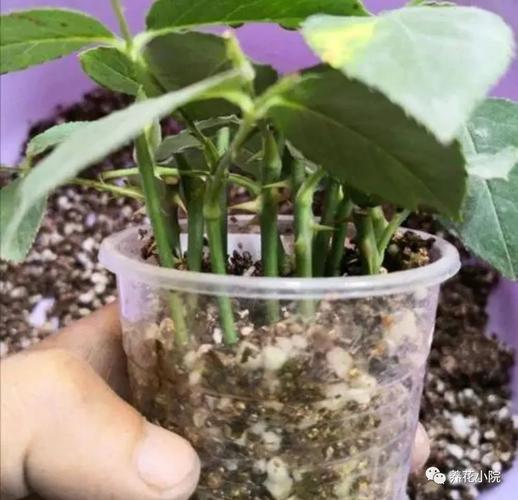 自制“3种”生根水，在家自制生根水？-第4张图片-优品飞百科