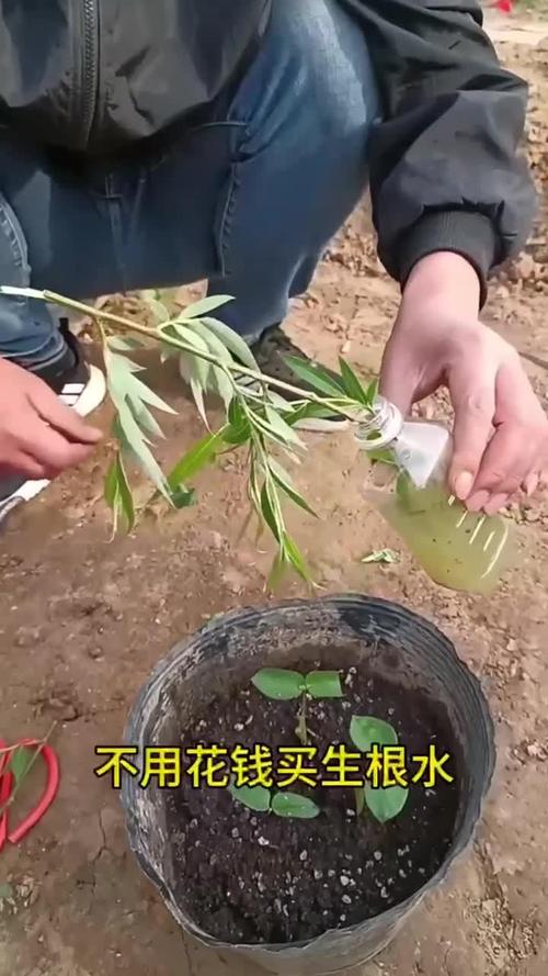 自制“3种”生根水，在家自制生根水？-第5张图片-优品飞百科