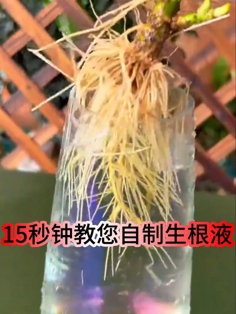 自制“3种”生根水，在家自制生根水？-第6张图片-优品飞百科