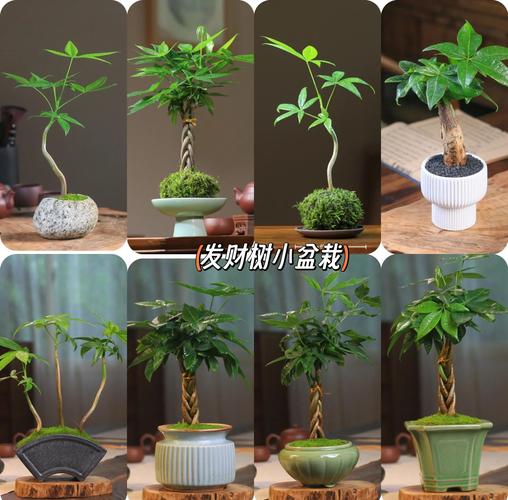 小发财树怎么养才茂盛，发财树怎么养才茂盛施什么肥-第3张图片-优品飞百科