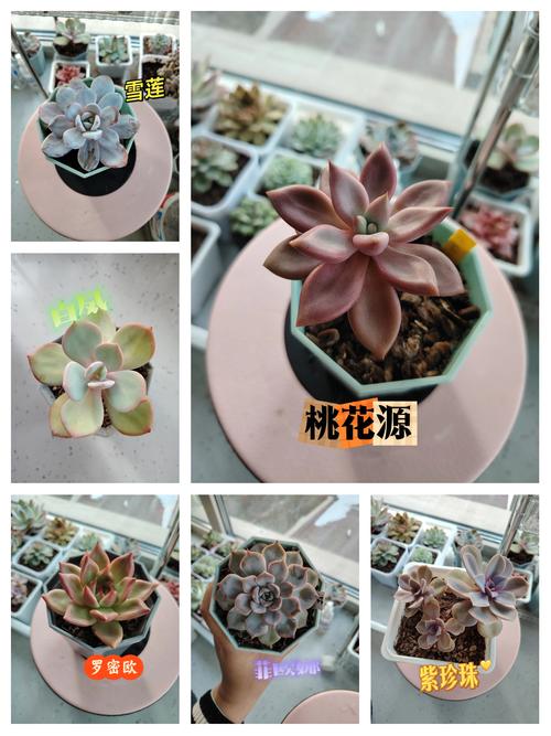 冬季植物缺少光照怎么办？冬天植物不进行光合作用？