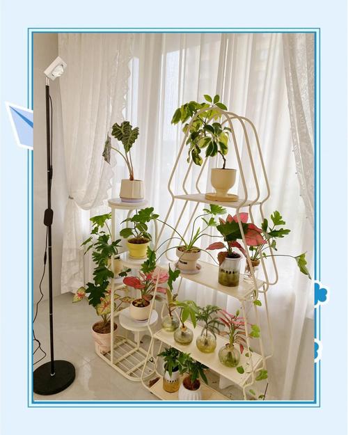 冬季植物缺少光照怎么办？冬天植物不进行光合作用？-第2张图片-优品飞百科