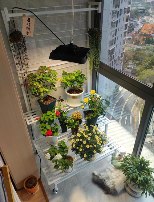 冬季植物缺少光照怎么办？冬天植物不进行光合作用？-第4张图片-优品飞百科