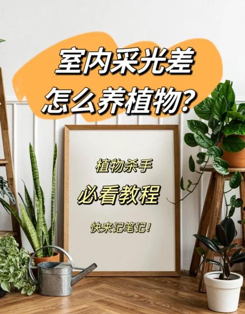 冬季植物缺少光照怎么办？冬天植物不进行光合作用？-第5张图片-优品飞百科