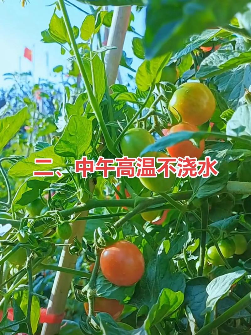 西红柿种植方法，西红柿种植方法全过程