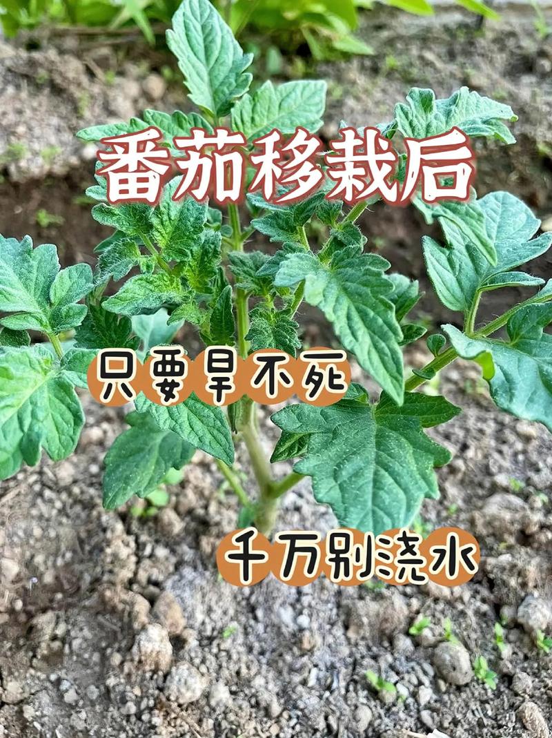 西红柿种植方法,西红柿种植方法全过程-第2张图片-优品飞百科 西红柿种植方法,西红柿种植方法全过程-第2张图片-优品飞百科