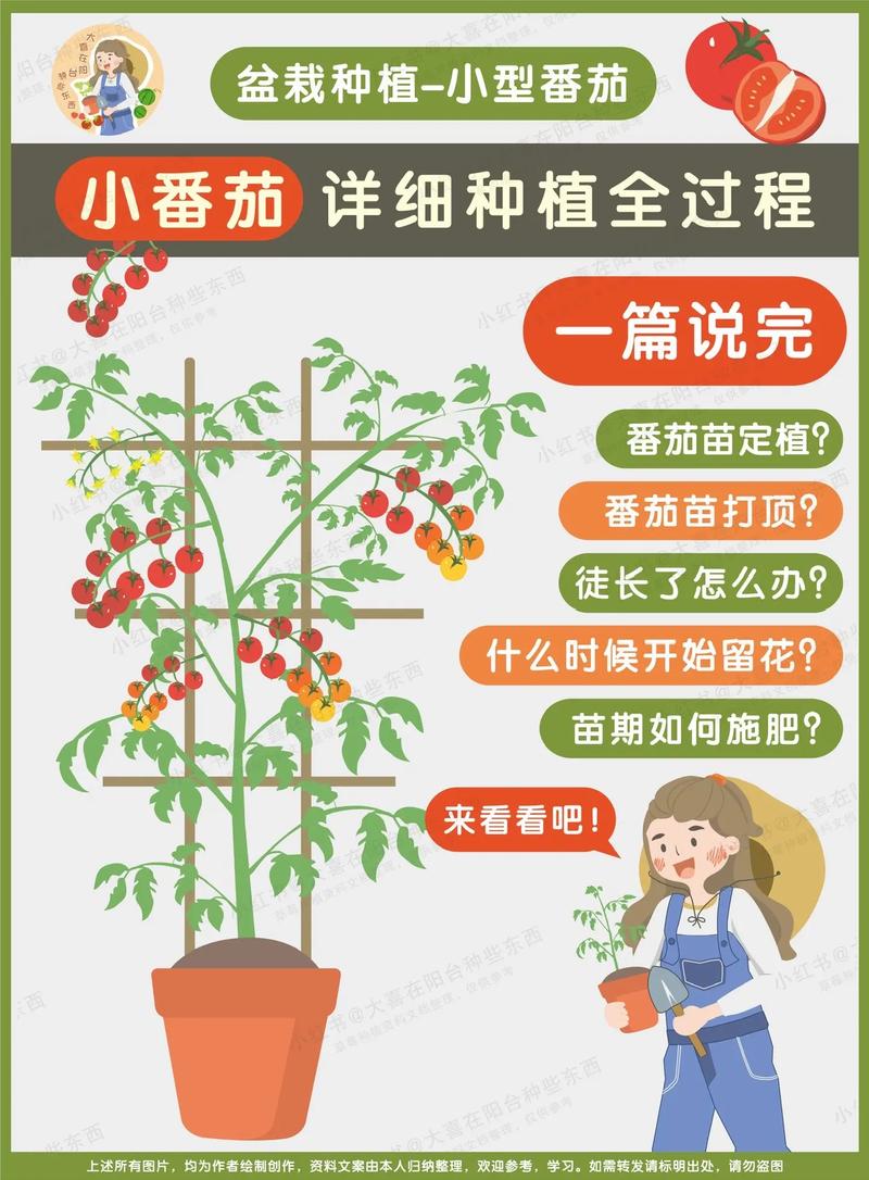 西红柿种植方法,西红柿种植方法全过程-第3张图片-优品飞百科 西红柿种植方法,西红柿种植方法全过程-第3张图片-优品飞百科