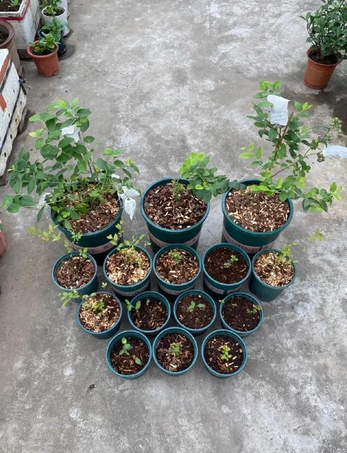 西红柿种植方法,西红柿种植方法全过程-第4张图片-优品飞百科 西红柿种植方法,西红柿种植方法全过程-第4张图片-优品飞百科