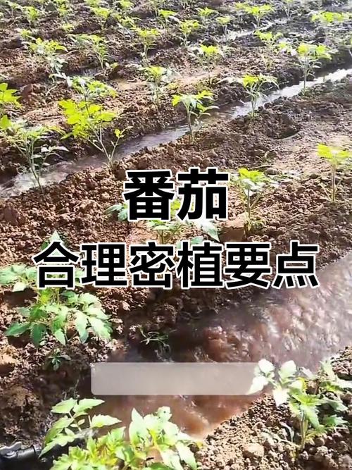 西红柿种植方法,西红柿种植方法全过程-第5张图片-优品飞百科 西红柿种植方法,西红柿种植方法全过程-第5张图片-优品飞百科