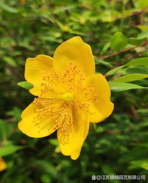 金丝梅如何盆栽，金丝梅老桩