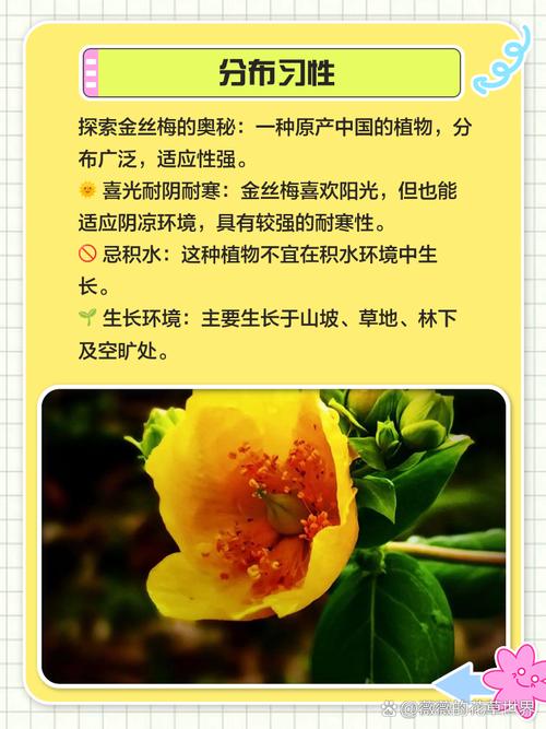 金丝梅如何盆栽，金丝梅老桩-第2张图片-优品飞百科