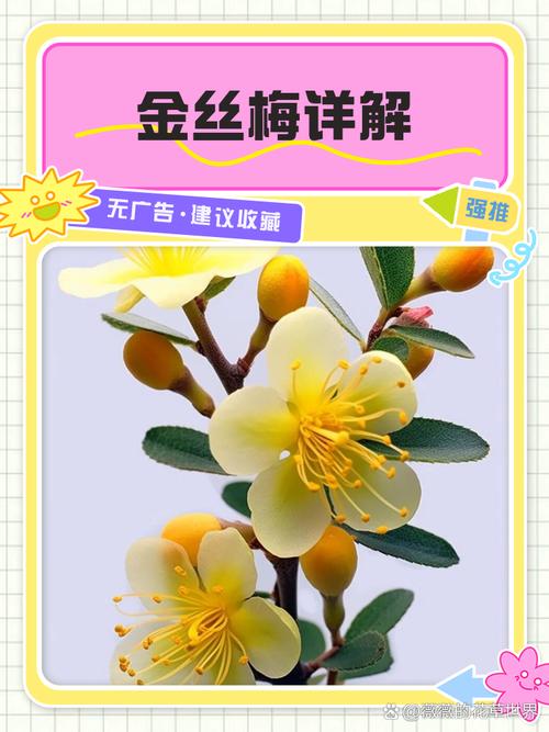 金丝梅如何盆栽，金丝梅老桩-第4张图片-优品飞百科