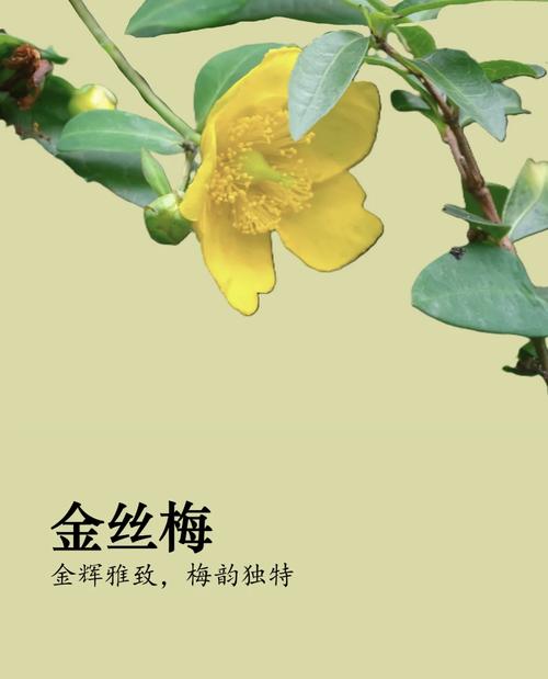 金丝梅如何盆栽，金丝梅老桩-第5张图片-优品飞百科