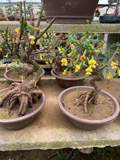 金丝梅如何盆栽，金丝梅老桩-第6张图片-优品飞百科