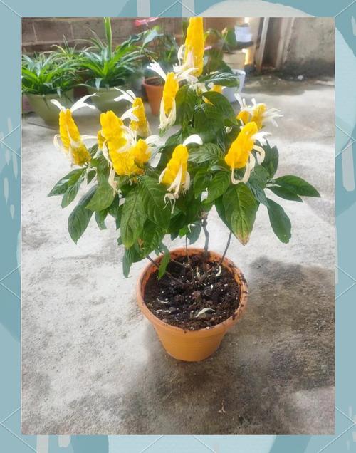 金苞花怎么施肥，金苞花叶子发蔫的原因?