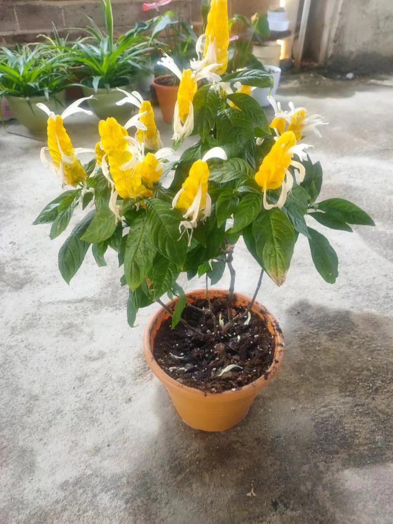 金苞花怎么施肥，金苞花叶子发蔫的原因?-第2张图片-优品飞百科