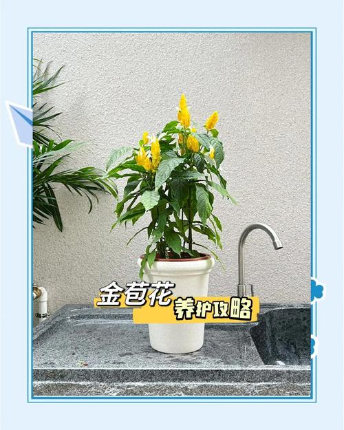 金苞花怎么施肥，金苞花叶子发蔫的原因?-第3张图片-优品飞百科