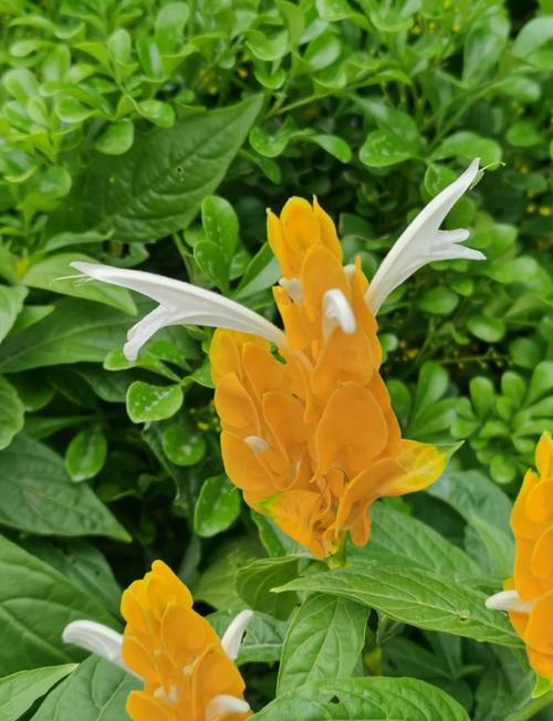 金苞花怎么施肥，金苞花叶子发蔫的原因?-第4张图片-优品飞百科