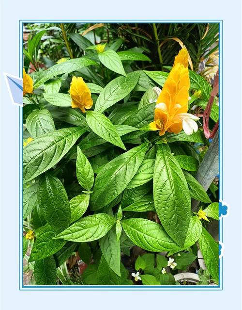 金苞花怎么施肥，金苞花叶子发蔫的原因?-第5张图片-优品飞百科