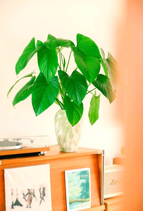 水芙蓉怎么养，水芙蓉怎么养护？