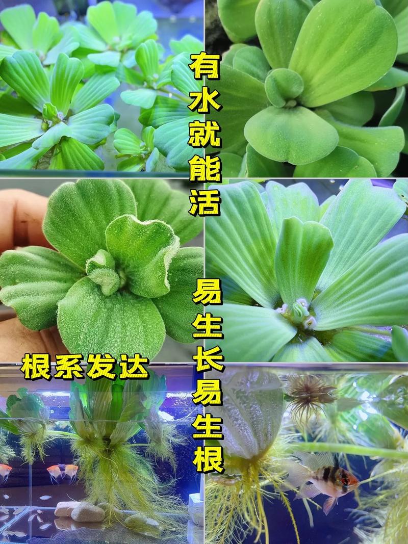 水芙蓉怎么养，水芙蓉怎么养护？-第2张图片-优品飞百科