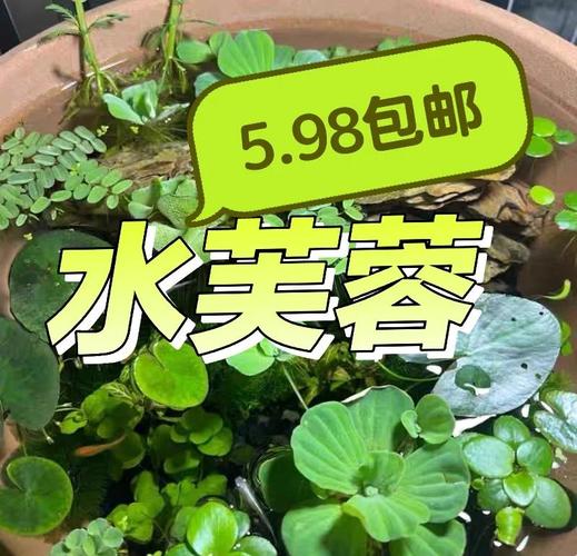 水芙蓉怎么养，水芙蓉怎么养护？-第3张图片-优品飞百科