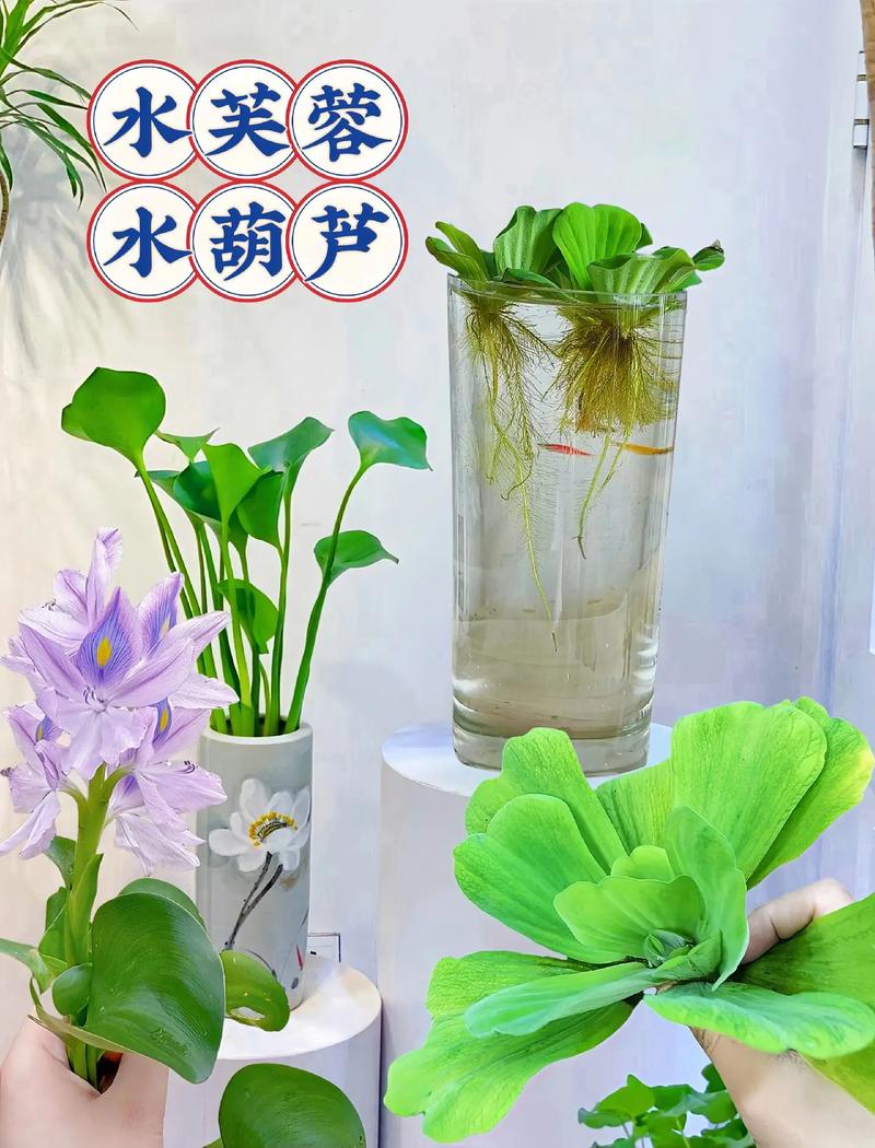 水芙蓉怎么养，水芙蓉怎么养护？-第4张图片-优品飞百科
