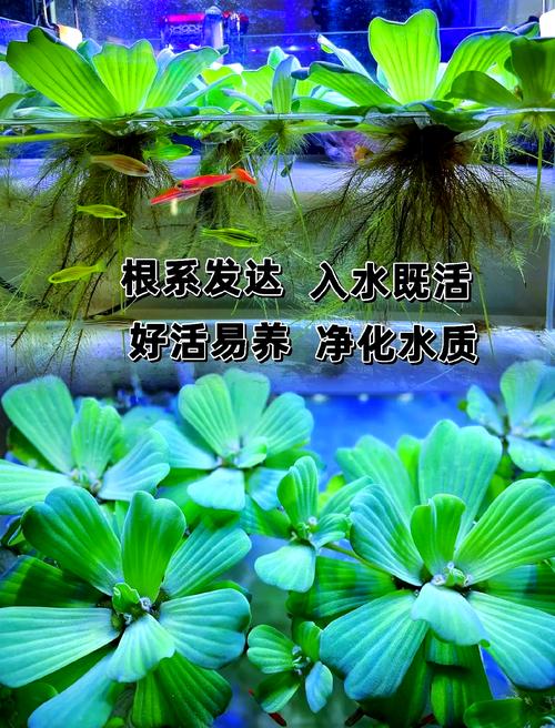 水芙蓉怎么养，水芙蓉怎么养护？-第5张图片-优品飞百科