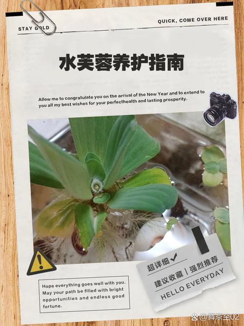 水芙蓉怎么养，水芙蓉怎么养护？-第6张图片-优品飞百科