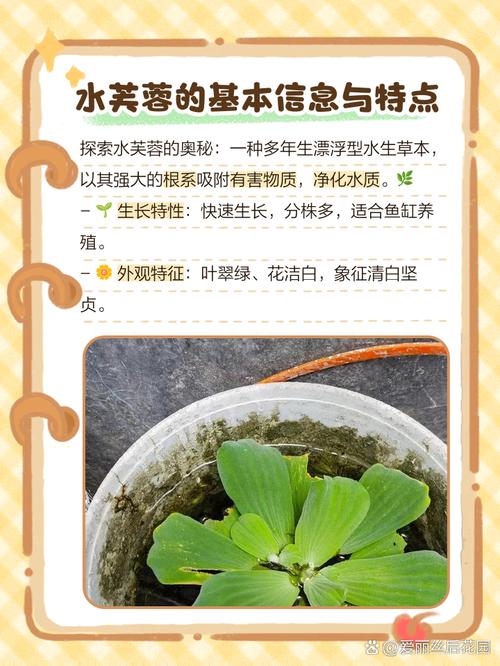 水芙蓉怎么养，水芙蓉怎么养护？-第7张图片-优品飞百科