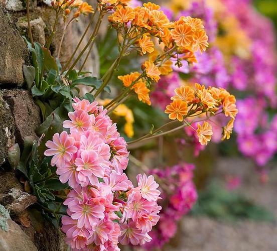 新买的露薇花怎么养，露薇花养护？