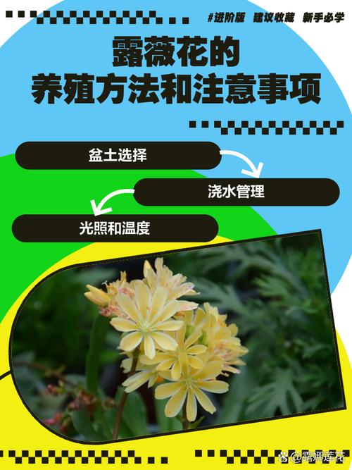 新买的露薇花怎么养，露薇花养护？-第2张图片-优品飞百科