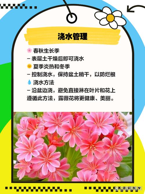 新买的露薇花怎么养，露薇花养护？-第3张图片-优品飞百科
