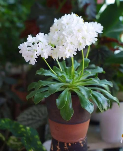 新买的露薇花怎么养，露薇花养护？-第4张图片-优品飞百科