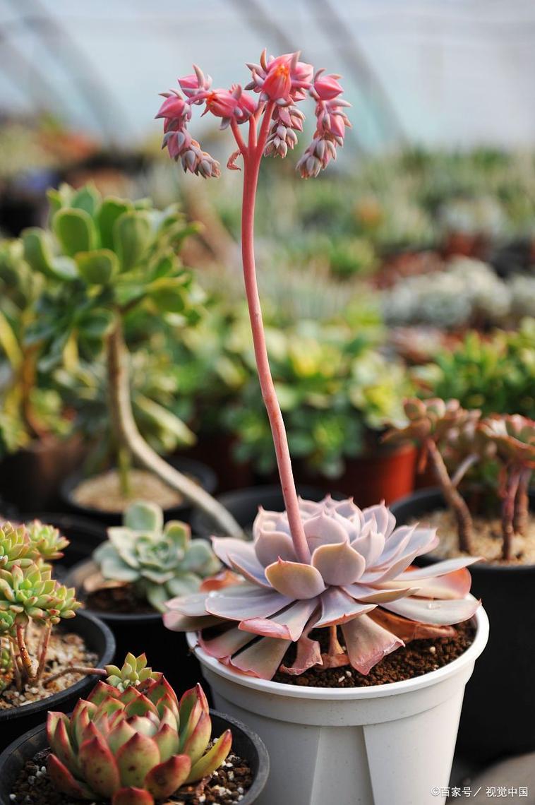 新买的露薇花怎么养，露薇花养护？-第5张图片-优品飞百科